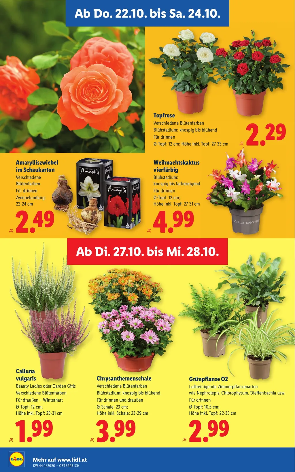 Lidl Flugblatt ab 22.10.2026 (Donnerstag)