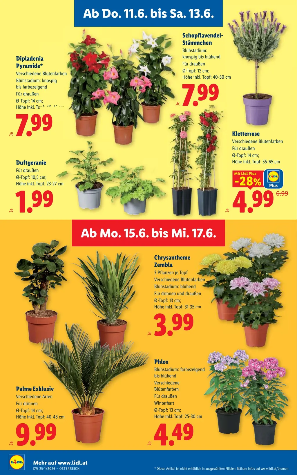 Lidl Flugblatt ab 11.06.2026 (Donnerstag)