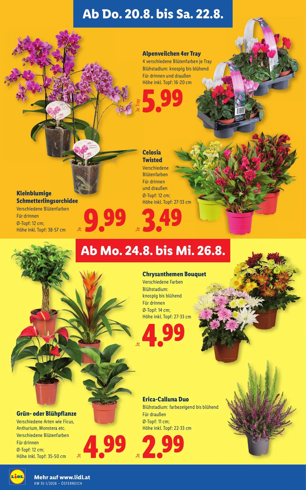 Lidl Flugblatt ab 20.08.2026 (Donnerstag)