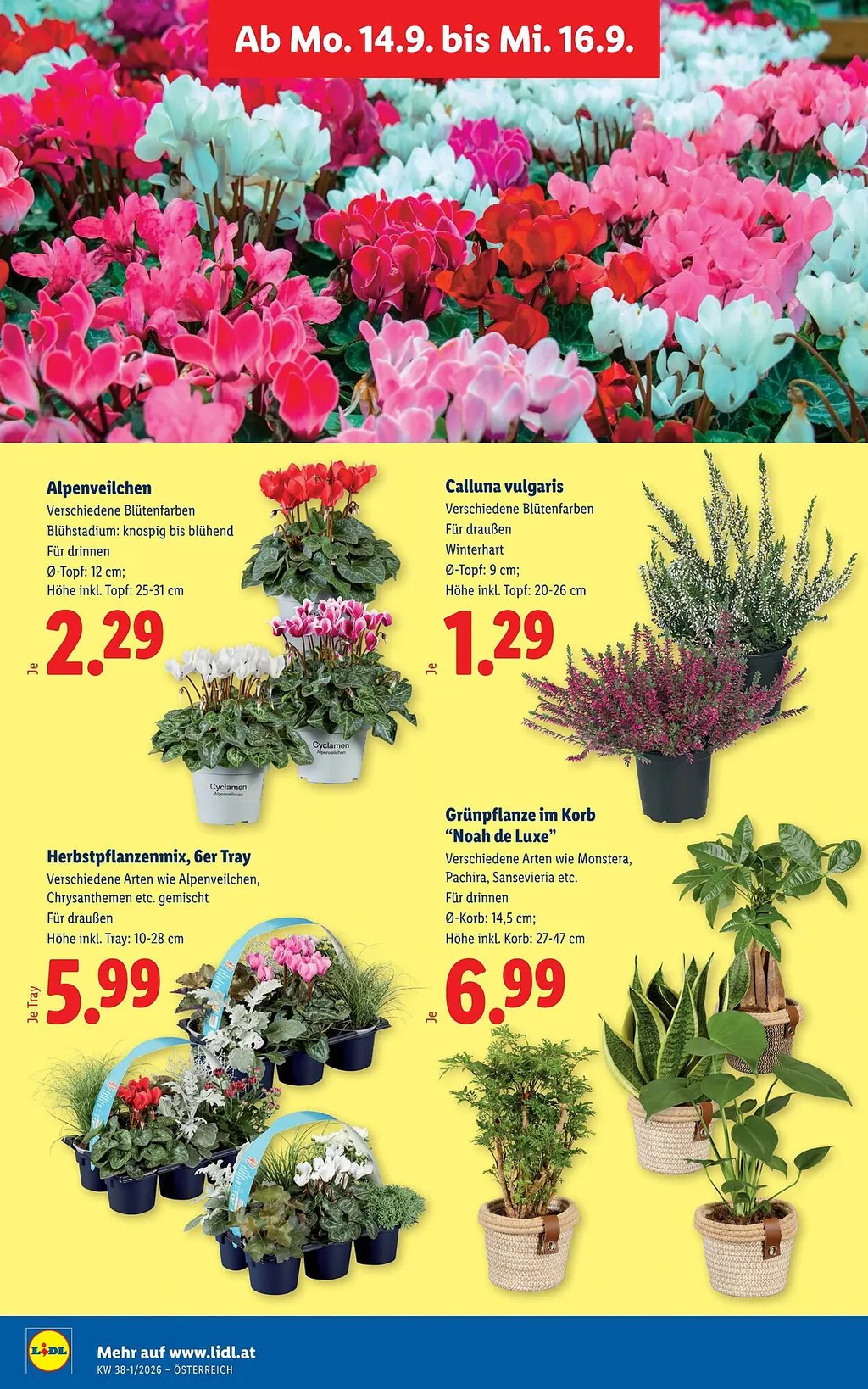Lidl Flugblatt ab 10.09.2026 (Donnerstag)