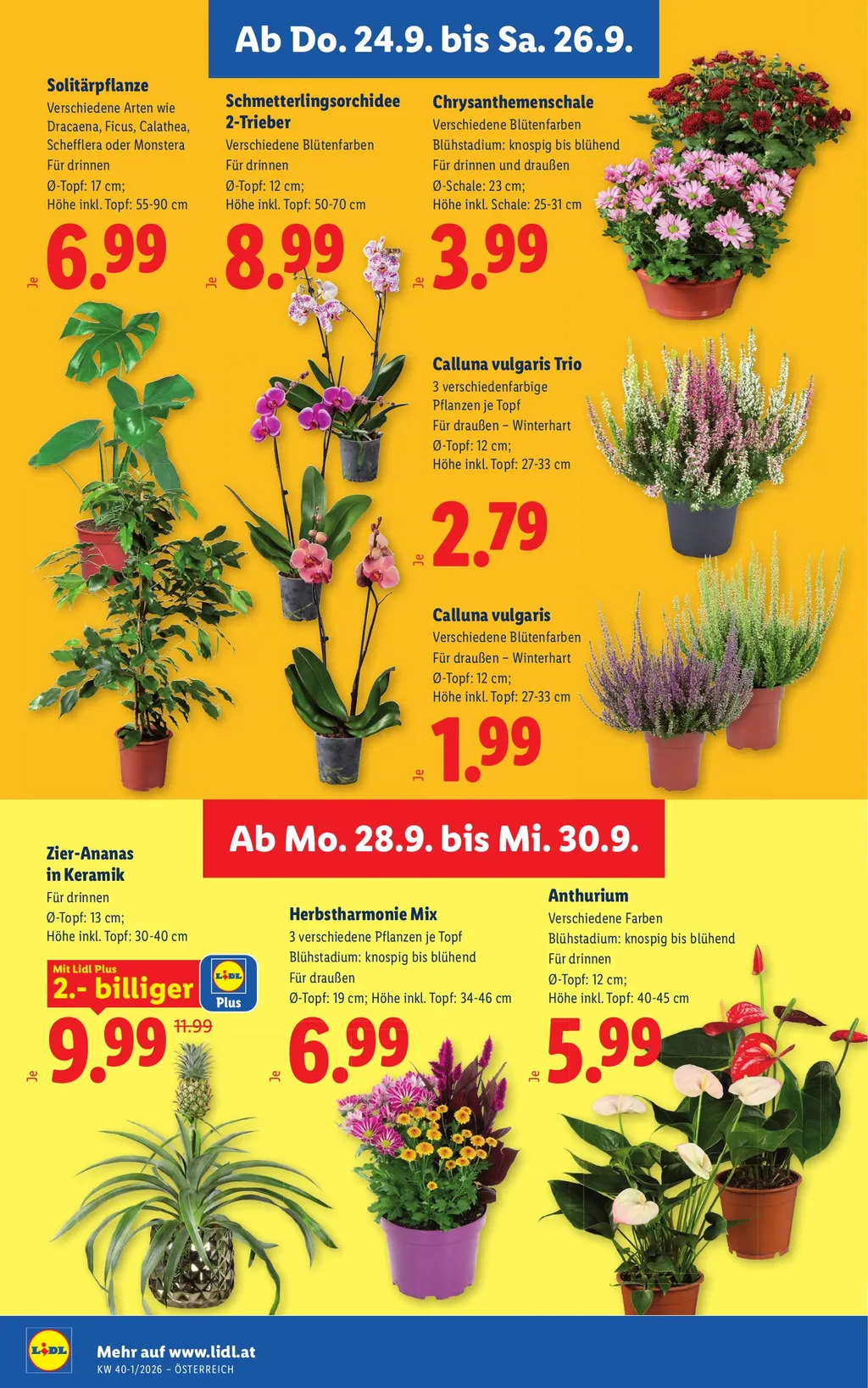 Lidl Flugblatt ab 24.09.2026 (Donnerstag)